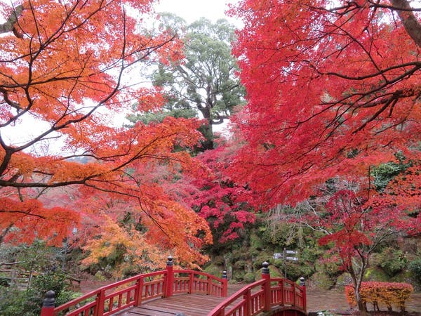 ★12/3(土)催行決定★《全国旅行支援対象》【松戸・青戸発】日本一遅い熱海梅園の紅葉 みかん狩り食べ放題&みかん1kgお土産付き~相模湾一望の「小田原食堂 だん」で海鮮丼と自家製蕎麦ランチ~季節の野菜詰め放題・鈴廣かまぼこの里