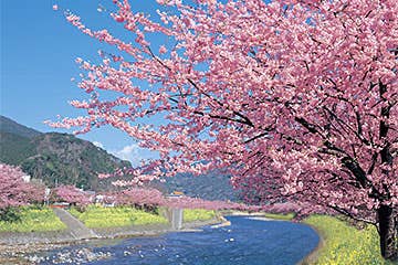 全国旅行支援対象!【横浜・たまプラーザ発】本州一の早咲き桜!河津桜まつり&旬の伊豆いちご狩り食べ放題旅フルコース3食付※お支払い実額8,960~9,480円、地域クーポン平日2,000円・土日1,000円が付与