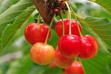 【新宿発/3食付!】日本一の薔薇の回廊と南アルプスさくらんぼ狩り食べ放題とさらにどっさり5キロお土産!なんと!網目メロン3玉&パイナップル2玉付き旅フルコース※新型コロナウイルス ワクチン2回以上接種済証明または陰性証明をお持ちの方限定ツアー