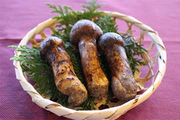 埼玉発 人気の日帰り 宿泊グルメバスツアー一覧 バス比較なび