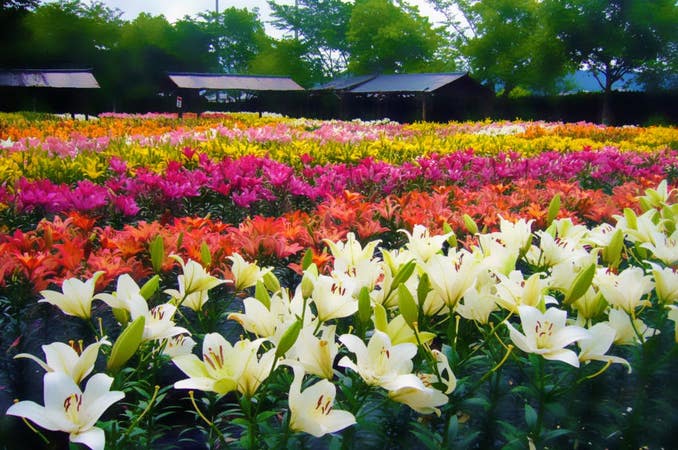 紅い宝石さくらんぼ「佐藤錦」&3種のメロン食べ放題と初夏を彩る丹波フラワーシャワー【住道・河内磐船・枚方・高槻発】