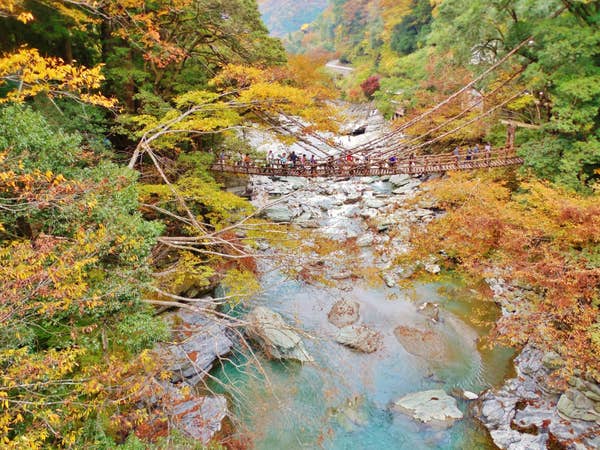 奇岩!奇勝!大歩危峡遊覧船と日本三大奇橋「祖谷のかずら橋」【藤井寺・富田林・河内長野・三日市発】