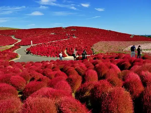★10/15催行決定&10/19決定間近★【東京・上野発】フォトジェニック旅(~秋の茨城~)◎茨城の映えスポット周遊。絶景パワースポットの酒列磯前神社・大洗磯前神社はご朱印集めにもぴったり。ひたち海浜公園のコキアの紅葉は必見!那珂湊おさかな市場で新鮮魚介のお買物もばっちり♪