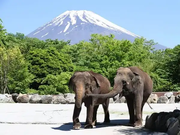 【東京・上野発】富士サファリパーク&御殿場プレミアム・アウトレット◎富士山の麓の巨大アウトレットでショッピングを楽しんだら、人気動物園で間近に迫る動物達とSNS映えの一枚を。お買物に便利なスペシャルクーポン券プレゼント。