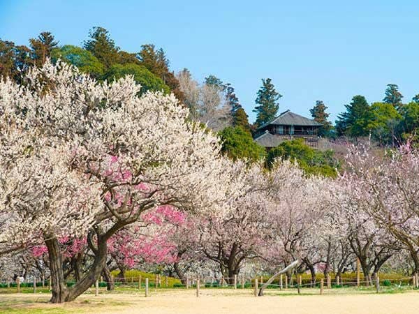 【東京・上野発】日本三名園「偕楽園」の梅まつり&日本三名瀑「袋田の滝」◎梅の花が咲き誇る水戸の映えスポットで一足早いお花見を♪日本三名瀑のひとつ袋田の滝の大迫力を身近で観賞!さらに昼食は贅沢しゃぶしゃぶ膳付き!