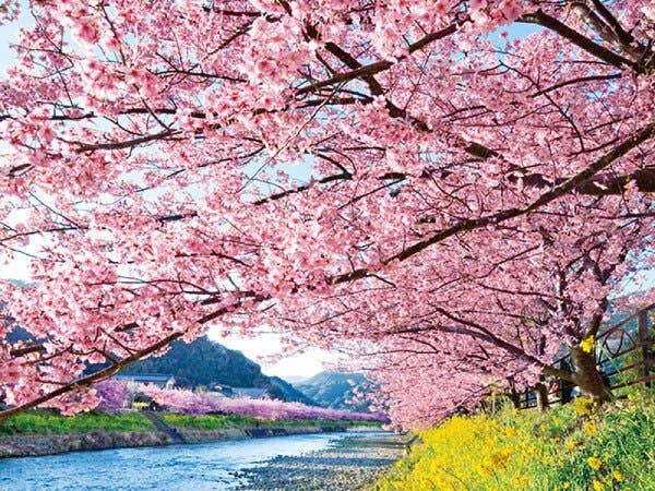 【横浜発】河津桜まつり観賞&いちご狩り食べ放題◎早咲き桜と果物狩りで早春を感じる大人気お花見プラン!伊豆の食材たっぷりのイタリアンランチ付き♪