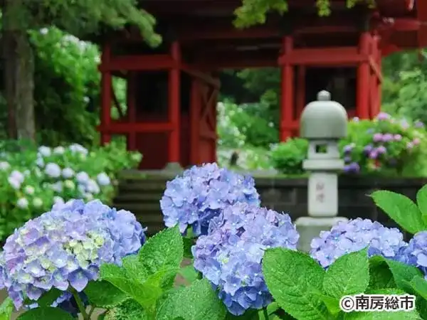 【東京発】房総花名所めぐりと「海鮮浜焼き&朝獲れ地魚の食べ放題」◎カラフルなあじさいとピンクのペチュニア「桃色吐息」の花巡り♪昼食は新鮮な魚介をお好みの方法でお楽しみいただける食べ放題プラン!嬉しいびわ三昧のお土産付き♪