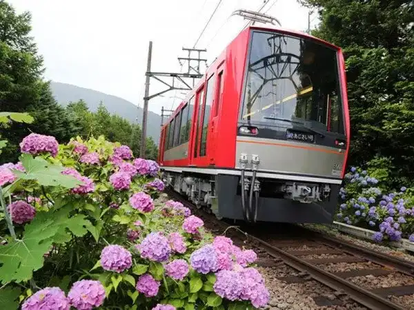 【東京発】「箱根あじさい電車」と「海賊船」の乗船体験&ランチバイキング食べ放題◎人気の箱根登山鉄道アジサイ観賞と箱根海賊船乗船がセットで楽しめる!人気パワースポット箱根神社でご朱印集めも♪ランチビュッフェ付きの箱根大満足プラン