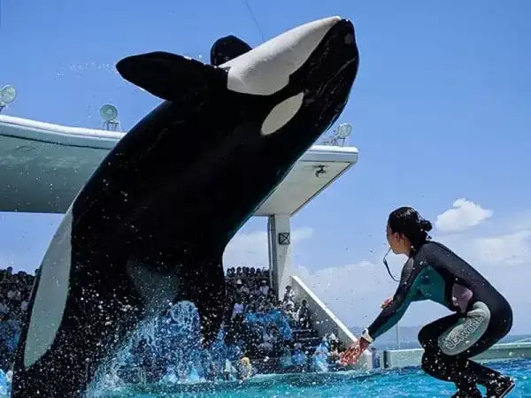 【上野・東京発】鴨川シーワールド&海鮮浜焼き食べ放題◎房総の人気水族館「鴨シー」を満喫!シャチやイルカのかわいいショーは映えばっちり♪房総の人気昼食「海鮮浜焼き食べ放題」付。