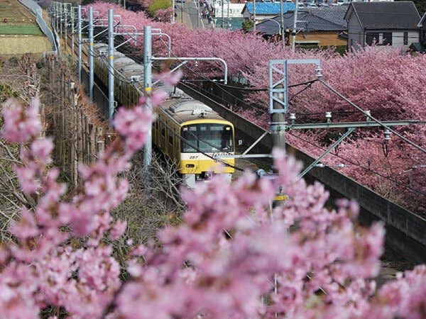 【上野・東京発】三浦海岸桜まつり&願いを叶える2つの叶神社&黄色い絶景菜の花祭り◎三浦海岸桜祭りで早咲きの河津桜&ソレイユの丘で菜の花のWお花見♪人気パワースポットでご朱印集めも!豪華海鮮丼の昼食付。