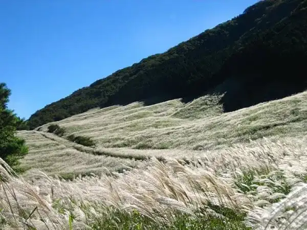 【横浜発】黄金色に輝く「仙石原すすき草原」&箱根海賊船◎秋の箱根をぐるっと周遊。紅葉&ススキ観賞と映えスポットがたくさん!老舗かまぼこ屋鈴廣でお土産選びもばっちり。昼食は芦ノ湖湖畔のホテルで食べ放題のランチビュッフェ♪海賊船乗船料込