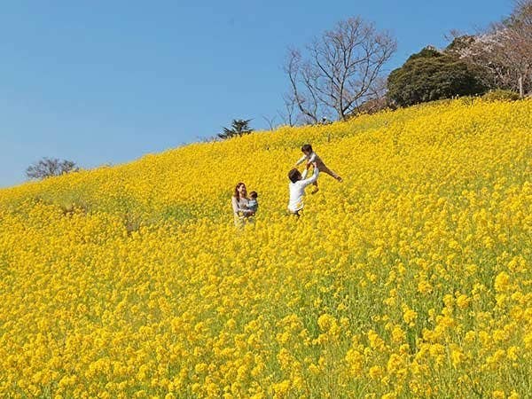 【上野・東京発】春のマザー牧場&海鮮浜焼き&いちご狩り◎園内に広がる菜の花の黄色い絨毯絶好の映えスポット♪昼食はアツアツの海鮮浜焼き食べ放題。季節の果物狩りもセットの春の房総満喫プラン。施設入場料込み