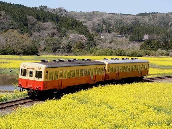 【新宿発】小湊鉄道「石神菜の花畑」&東京ドイツ村イルミネーション◎ローカル列車の車内から菜の花のお花見♪人気のウィンターイルミネーションや三井アウトレットパーク木更津でのお買い物も楽しめる☆