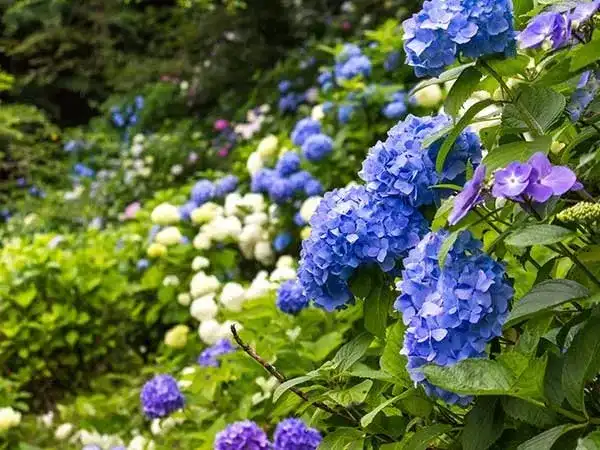 ★6/26催行決定★【新宿発】山梨の味覚満喫&絶景スポット巡り旅&さくらんぼ狩り◎名勝猿橋で初夏のあじさい観賞、さらに世界遺産富士山を手軽に楽しむ!旬の果物狩り食べ放題と山梨名物ほうとう&山梨ブランド肉の昼食付でグルメもばっちり★