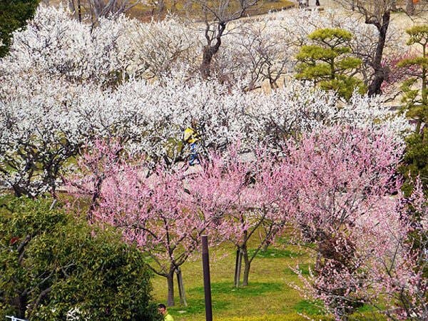 【横浜発】日本三名園「偕楽園」の梅まつり&2つの磯前神社◎梅の花が咲き誇る水戸の映えスポットで一足早いお花見♪絶景パワースポットの磯前神社二社巡りでご利益UP☆さらに昼食は贅沢しゃぶしゃぶ膳付き!