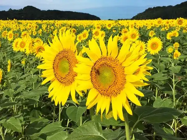 【新宿発】益子ひまわり畑&縁結びの神様「常陸国出雲大社」◎エネルギッシュな夏の象徴ひまわりを見に行こう!パワースポットで良縁祈願&人気アウトレットと道の駅でショッピングも大満足。アウトレットで使えるお得なクーポンプレゼント