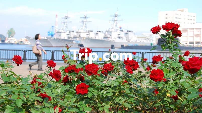 【東京駅発】<少人数30名まで>お得に旅に出かけよう☆初夏の三浦半島絶景&花めぐり♪YOKOSUKA軍港クルーズに海軍カレーのご昼食も♪【Trip.com公式ツアー】(横須賀バスツアー助成金&みうらおもてなしバスツアー補助事業利用)