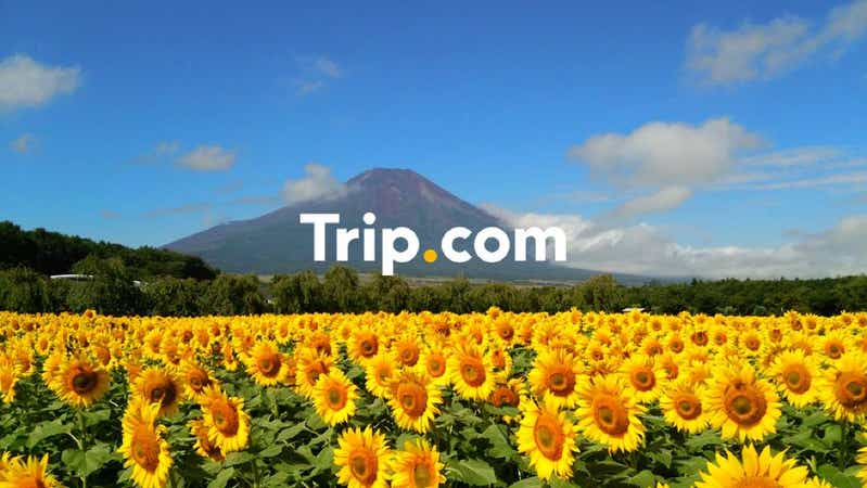 【東京23区発】<プライベートツアー>山梨のお花畑を制覇しよう!季節の花と富士山のコラボレーション☆山中湖花の都公園&ハイジの村&河口湖音楽と森の美術館で贅沢なランチを♪【Trip.com公式ツアー】