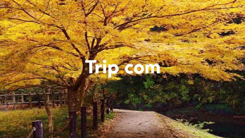 【東京23区発】<プライベートツアー>房総秋の紅葉めぐり旅☆紅葉が美しい「養老渓谷」や「濃溝の滝・亀岩の洞窟」&SNS映えスポットとしても話題の大福寺「崖観音」へ!昼食は新鮮な海の幸を使った特選海鮮丼をご堪能♪【Trip.com公式ツアー】