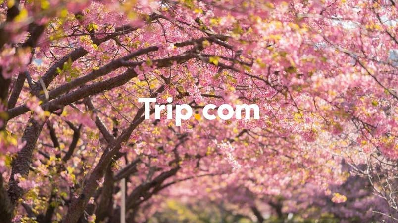 【東京駅発】<少人数30名まで>春先取り♪伊豆河津桜まつりと絶景の三島スカイウォーク☆旬のいちご狩り食べ放題&しらす釜まぶし御膳のご昼食【Trip.com公式ツアー】